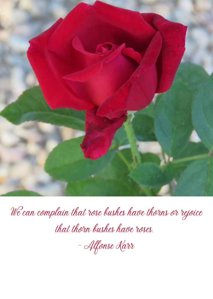We Can Complain That Rose Bushes...