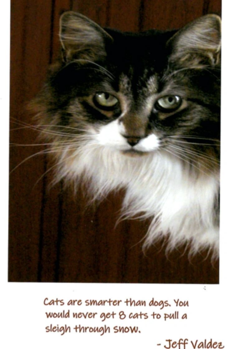 B003 Cats are Smarter