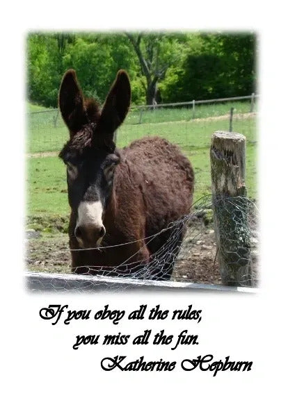 If you obey all the rules